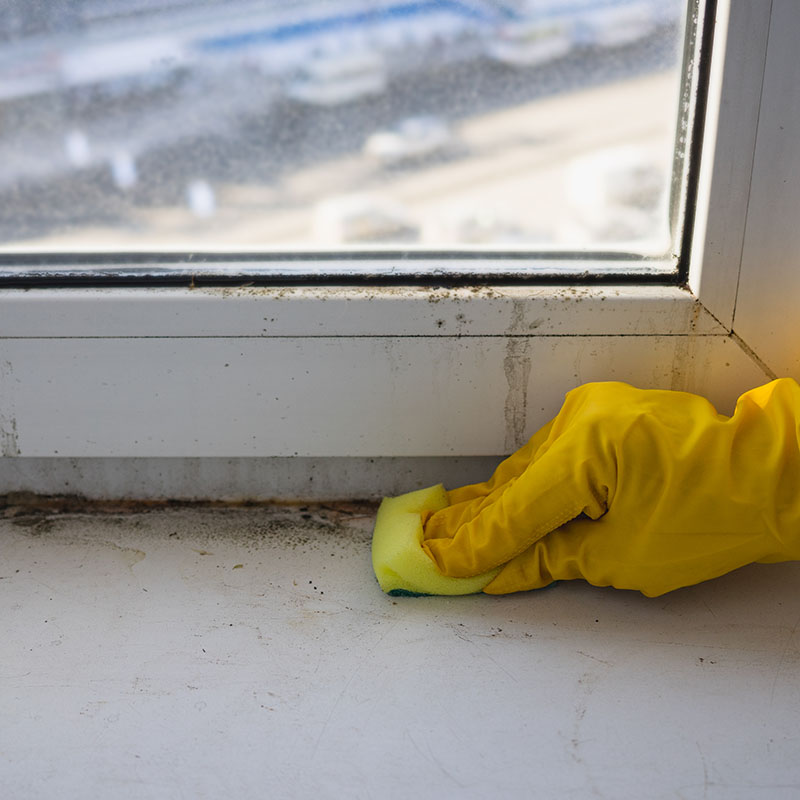 Featured image for “Mold Information”